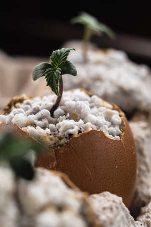 sprouted shoots of medical cannabis from the shell. Next is a red Egg. are in environmentally...