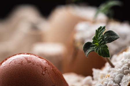 Egg. Nearby sprouted shoots of medical cannabis from the eggshell are in an environmentally friendly container. Horizontal orientation. close-upの写真素材