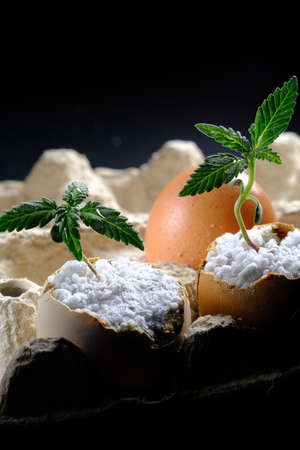 A medical cannabis sprout grows from the shell of eggs that are in environmentally friendly containers. verticals orientation. close-upの写真素材