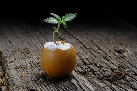 A cannabis sprout grows from the shell of eggs that are on an old wooden surface. horizontal...
