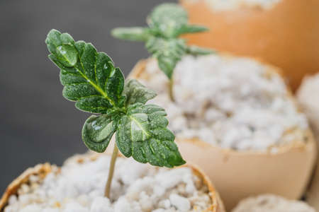sprout of cannabis from an egg. Eggs are in an environmentally friendly cardboard container. Growing medical marijuana.の写真素材