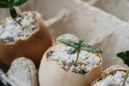 sprout of cannabis from an egg. Eggs are in an environmentally friendly cardboard container. Growing medical marijuana.の写真素材