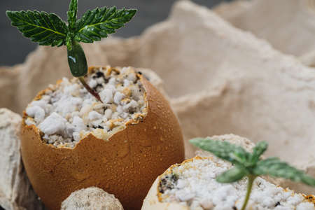 sprout of cannabis from an egg. Eggs are in an environmentally friendly cardboard container. Growing medical marijuana.の写真素材