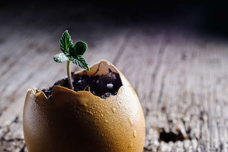 from the eggshell sprouted sprout of medical cannabis. old ruined wooden background. copy space.の写真素材