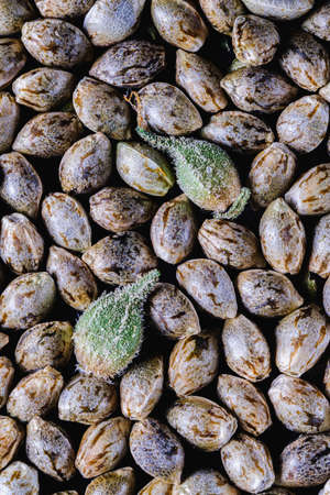 Medical cannabis seeds background in macro. two unpeeled green seeds. Top view. Vertical.の写真素材