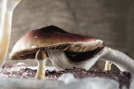 The Mexican magic mushroom is a psilocybe cubensis, whose main active elements are psilocybin and psilocin - Mexican Psilocybe Cubensis. An adult mushroom raining sporesの写真素材