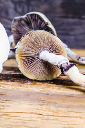 The Mexican magic mushroom is a psilocybe cubensis, a specie of psychedelic mushroom whose main active elements are psilocybin and psilocin - Mexican Psilocybe Cubensis. An adult mushroom raining spores. vertical orientationの写真素材