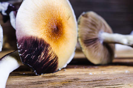 The Mexican magic mushroom is a psilocybe cubensis, a specie of psychedelic mushroom whose main active elements are psilocybin and psilocin - Mexican Psilocybe Cubensis. An adult mushroom raining spores. horizontal orientationの写真素材