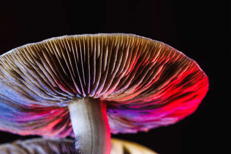 The Mexican magic mushroom is a psilocybe cubensis, a specie of psychedelic mushroom whose main active elements are psilocybin and psilocin - Mexican Psilocybe Cubensis. An adult mushroom raining spores. red and blue color. horizontal orientationの写真素材