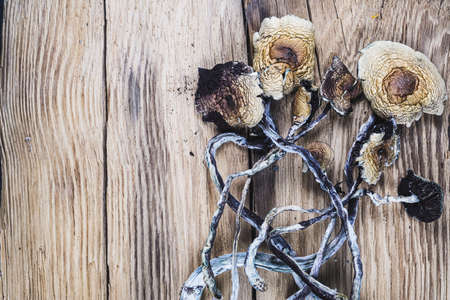 dried Mexican magic mushrooms is a psilocybe cubensis, whose main active elements are psilocybin and...