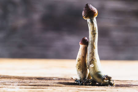 Mexican magic mushroom is a psilocybe cubensis, whose main active elements are psilocybin and psilocin - Mexican Psilocybe Cubensis.の写真素材