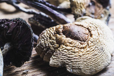 dried Mexican magic mushrooms is a psilocybe cubensis, whose main active elements are psilocybin and psilocin - Mexican Psilocybe Cubensis. An adult mushroom raining sporesの写真素材