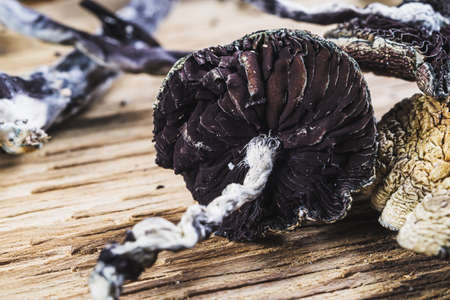 dried Mexican magic mushrooms is a psilocybe cubensis, whose main active elements are psilocybin and psilocin - Mexican Psilocybe Cubensis. An adult mushroom raining sporesの写真素材
