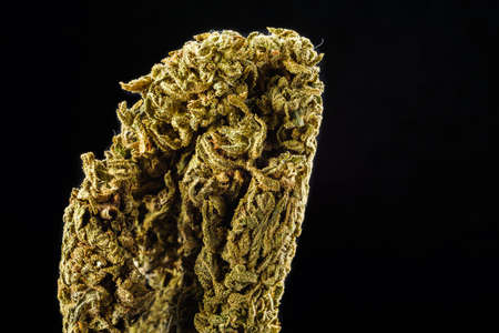 Medical marijuana bud. Cannabis flower strain. Indica, sativa, hybrid. Weed flower. Pictures for...