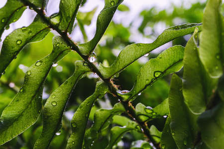 Beautyful ferns leaves green foliage natural floral fern background in sunlight. horizontal...