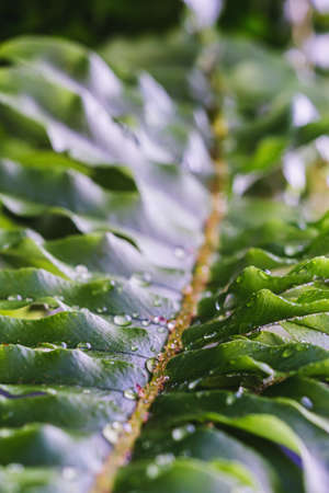 Beautyful ferns leaves green foliage natural floral fern background in sunlight. vertical orientation.の写真素材
