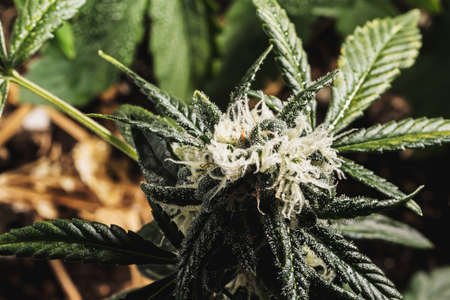 Mature medical cannabis marijuana plant with trichomes Bud and Leaves. contains THC CBD. turf...