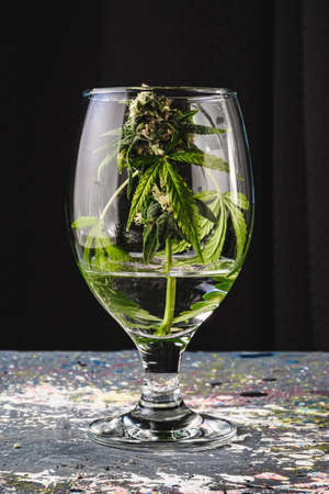in the background in blur a bud of medical cannabis in a wine glass on a gray splashed paint background in dark. Vertical backgroundの写真素材