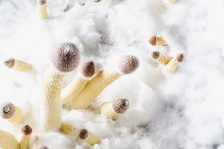 young Mexican psilocybin mushrooms on the background of white mycelium. horyorizontal orientation.の写真素材