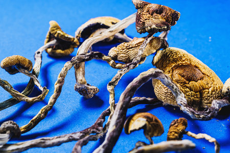 dried Mexican magic mushrooms is a psilocybe cubensis on a blue bakgroundの写真素材