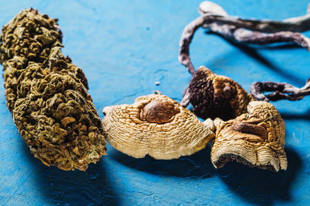 bud medical cannabis dried Mexican magic mushrooms is a psilocybe cubensis on a pacific Blue bakground. horizontalの写真素材