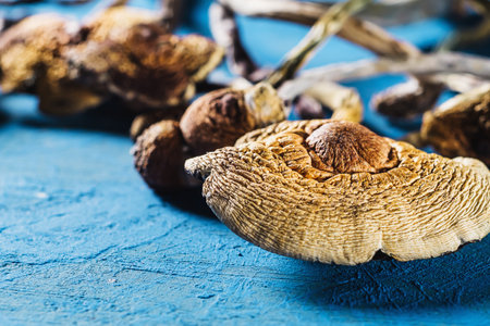 dried Mexican magic mushrooms is a psilocybe cubensis on a pacific Blue bakground. horizontal.の写真素材