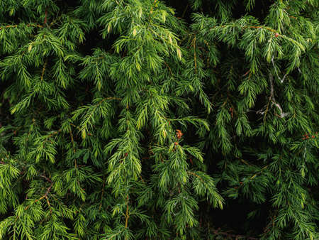 Afforestation. Coniferous tree with small needles green juniper. Background trees in summerの写真素材