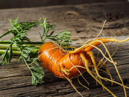 ugly orange carrots green foliage fresh harvest on a wooden surface