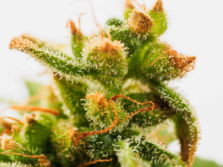 Macro shot of Premium medical cannabis Marijuana Bud With Hairs And Crystals and plant leaf on white background.の写真素材