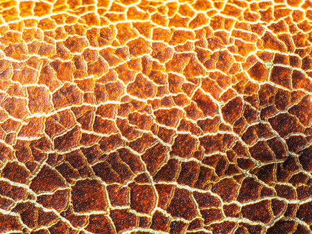 abstract background overripe old red cracked cucumber with white cracks.の写真素材