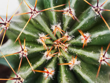 Cactus macro detail Art Fashion Design. Cacti Minimal concept.の写真素材