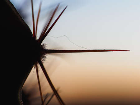 beautiful colored needles of a cactus close-up. Horizontalの写真素材
