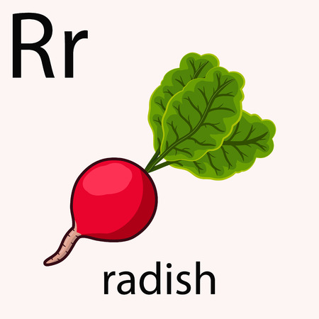 Hand drawn radish illustration over light background like element of alphabetのイラスト素材