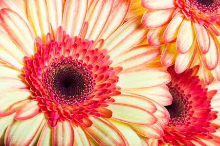 Gerbera closeup.の写真素材
