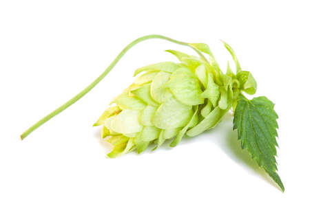 Detail of hop cone and leaves on white backgroundの写真素材