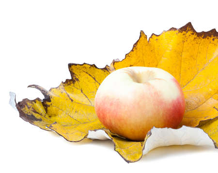 Apple on autumn leaf isolatedの写真素材