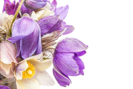 Spring flowers in glass of water isolatedの写真素材