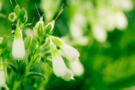 Closeup of white steppe flowerの写真素材