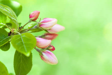 Apple blossoms  White flowers of apple  Blooming apple orchard の写真素材