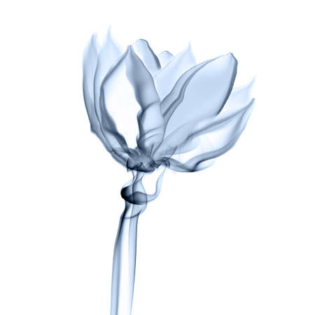 Smoke flower composition on whiteの写真素材