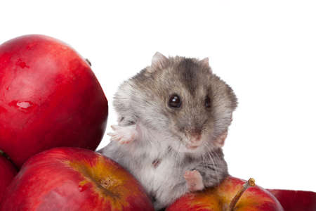 Djungarian Hamster apple eating の写真素材