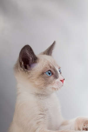 gray kittenの写真素材