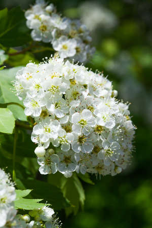 Branch and blossom of bird cherry (Prunus padus). Closeup. bird cherry tree branch with flowers .の写真素材