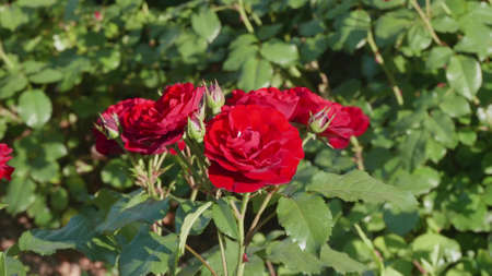Revealed flowers of a red rose close-up on a green background. High quality photoの写真素材