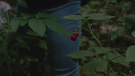 A branch of forest raspberries with ripe, sweet, vitamin-rich berries against a background of lush greenery. Wild raspberry is ready for picking. Healthy food concept.の写真素材