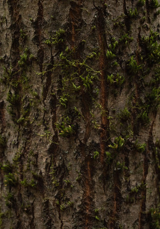 Photo taken of an old tree trunk in a forest slightly covered with moss. A close-up of the bark of a tree overgrown with some moss and lichen. The concept of background, wallpaper.の写真素材