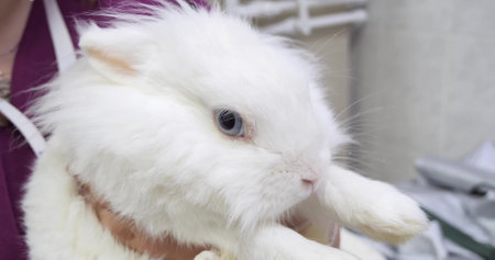 A cute blue-eyed rabbit flattened his ears and looks warily into the camera in the hands of a veterinarian. The rabbit is frightened by unfamiliar doctors. Doctor rotologist concept.の写真素材