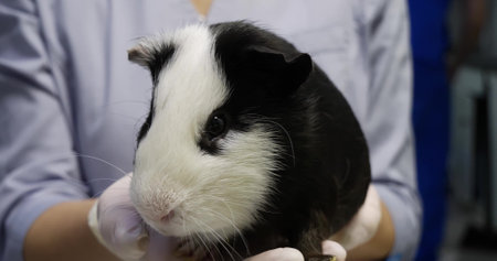 The doctor carefully holds a guinea pig in his hands. Close-up. A beautiful black and white guinea...