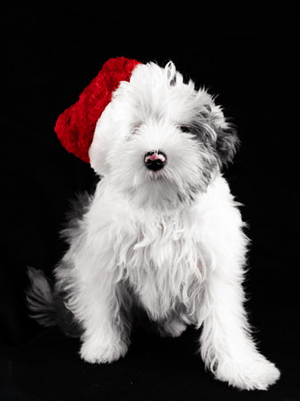 A small puppy with a pink spot on its nose sits on a clean black background in a red New Years hat. Great Christmas postcard. Beautiful Biewer Yorkie puppy.の写真素材