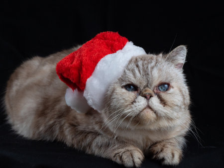 On a black background lies a beautiful cat with blue eyes and a New Years hat and looks up. Exotic cat of beige-gray striped color is a perfect gift for Christmas and New Year.の写真素材